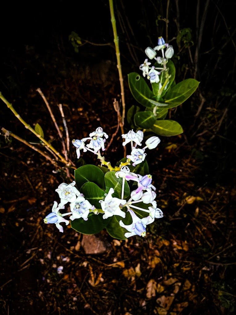 A woodland cabin featuring a splash pool